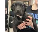 Adopt Emma a Labrador Retriever, Hound