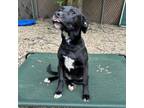 Adopt Indigo a Labrador Retriever, Hound