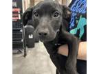 Adopt Crystal a Labrador Retriever, Hound