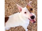 Adopt CAYDE a Bull Terrier, Mixed Breed