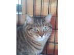 Adopt Lizzie a Domestic Short Hair