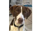 Adopt IL/Sadie a Brittany Spaniel