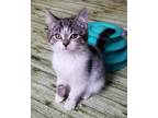 Adopt Quinn a Domestic Short Hair