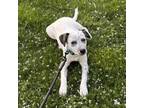 Adopt Maple Syrup a Bluetick Coonhound, Australian Cattle Dog / Blue Heeler