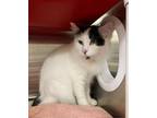 Adopt Sky a Domestic Short Hair