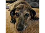 Adopt Gidgette a Dachshund