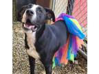 Adopt Wanda #140 a Pit Bull Terrier