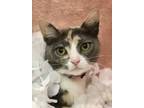 Adopt Andrea Warhol a Dilute Calico, Domestic Short Hair