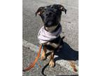 Adopt Crouton a Mixed Breed