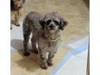 Adopt Naya a Miniature Poodle