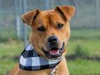 Adopt Jamie a Labrador Retriever