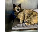 Adopt Stiletto a Domestic Medium Hair