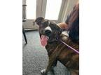 Adopt Truffles a Pit Bull Terrier