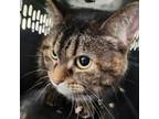 Adopt Carolina a Domestic Short Hair