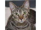 Adopt Makia a Domestic Short Hair