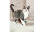 Adopt Buttercup a Domestic Short Hair