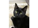 Adopt Inky 52390 a Domestic Short Hair