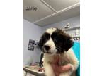 Adopt Janie a Australian Shepherd