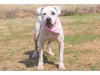 Adopt Miss Kitty a American Staffordshire Terrier, Mixed Breed