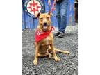 Adopt Matilda a Pit Bull Terrier, Mixed Breed