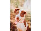 Adopt 71850A Taylor Marie a American Staffordshire Terrier, Mixed Breed