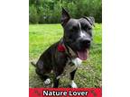 Adopt Nena a American Staffordshire Terrier, Mixed Breed