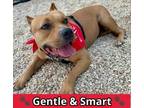 Adopt Katie a American Staffordshire Terrier, Mixed Breed