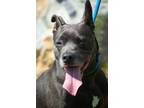 Adopt Tracy a Pit Bull Terrier