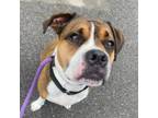 Adopt Trixie a Boxer