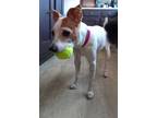 Adopt Bailey ~ a Jack Russell Terrier