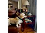 Adopt Aubie and Bella in FL (Bonded Pair) a Dachshund