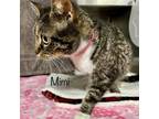 Adopt Mimi a Domestic Short Hair