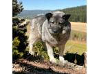 Adopt ADA a Norwegian Elkhound