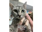 Adopt Wanda a Domestic Short Hair