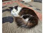 Adopt Charlee a Domestic Medium Hair