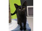 Adopt Zura a Domestic Short Hair