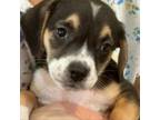 Adopt Fleetwood / 0411 a Shepherd, Pit Bull Terrier