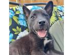 Adopt Astreae // 0178 a Black Labrador Retriever, Mixed Breed