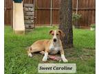 Adopt Sweet Caroline a Hound, Shepherd