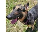 Adopt Gretta a German Shepherd Dog, Mixed Breed