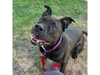 Adopt Bunz a Pit Bull Terrier, Mixed Breed