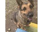 Adopt Babette a German Shepherd Dog, Mixed Breed