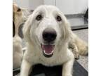 Adopt Irulan a Great Pyrenees, Mixed Breed