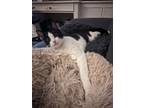 Adopt OREO a Domestic Short Hair