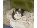 Adopt Scarlett 4398 a Domestic Short Hair