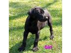 Blk/rst melanistic female