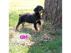 Doberman Pinscher Puppy for sale in Rock Falls, IL, USA