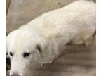 Adopt June a Great Pyrenees, Mixed Breed
