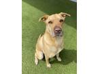 Adopt Dora a Shar-Pei, Mixed Breed