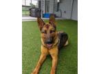 Adopt Becca a German Shepherd Dog, Mixed Breed